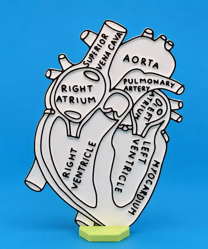 Human Heart Colouring Model