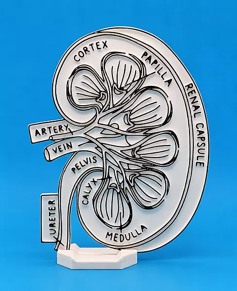 Human Kidney Coloring Model
