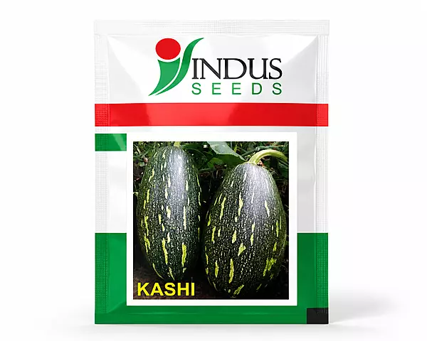 Indus Seeds Pumpkin Kashi - High Yield Hybrid Seeds