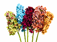 Hydrangeas Stem