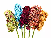 Hydrangeas Stem