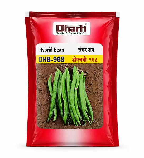 Dharti Seeds DHB 968 Hybrid Indian Bean - 100gm