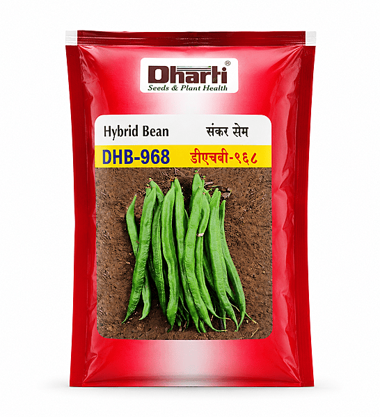 Dharti Seeds DHB 968 Hybrid Indian Bean - 100gm