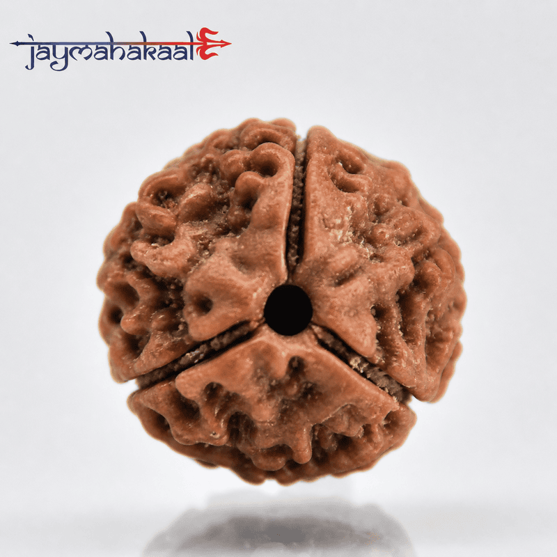 3 Mukhi Nepali Rudraksha (Teen Mukhi) – Non Tested