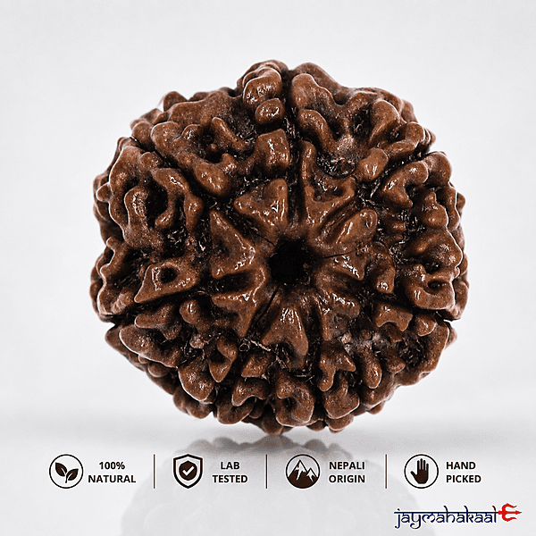 7 Mukhi Nepali Rudraksha (Saat Mukhi)