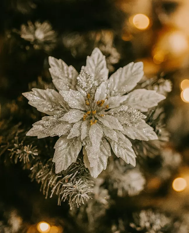 Silver Twilight Poinsettia