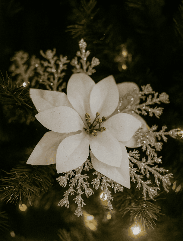White Poinsettia with Silver Sprigs