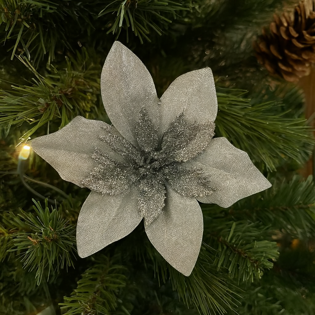 Silver Frost Poinsettia