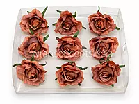 Cinnamon Blush Rose