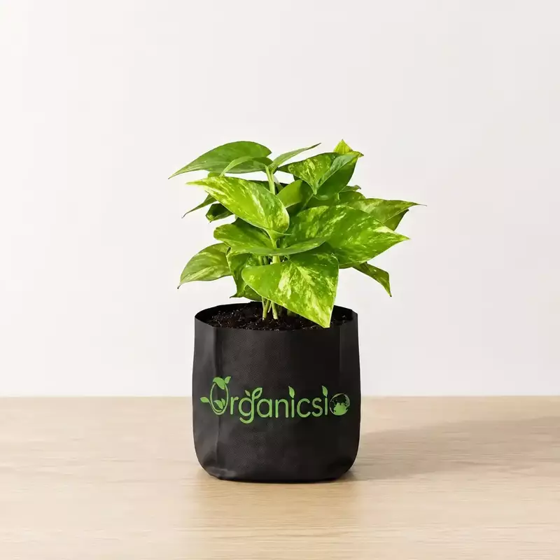 Money Plant (Epipremnum aureum)