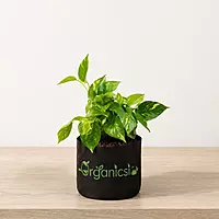 Money Plant (Epipremnum aureum)