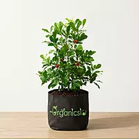 Miracle Berry Plant (Synsepalum Dulcificum)