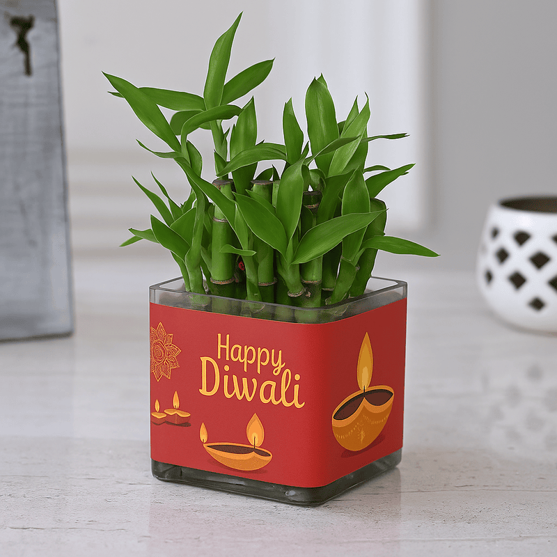 elebrate the spirit of Diwali with this elegant Lucky Bamboo plant