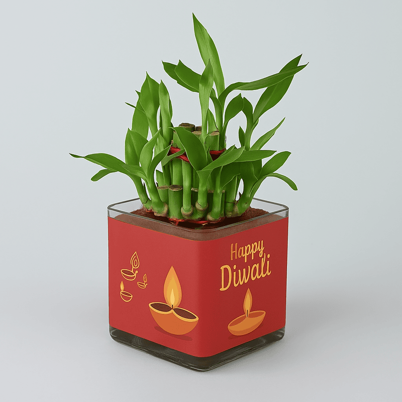 elebrate the spirit of Diwali with this elegant Lucky Bamboo plant