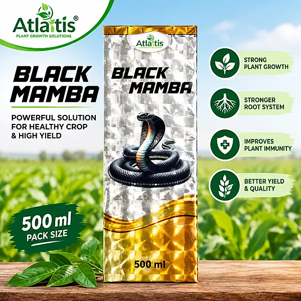 Atlantis Black Mamba Bio Insecticide | BlackThrips Control in Chilli
