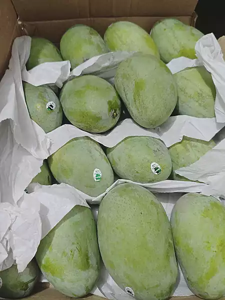 Chausa Mango Aam Premium Quality