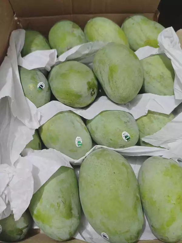 Chausa Mango Aam Premium Quality