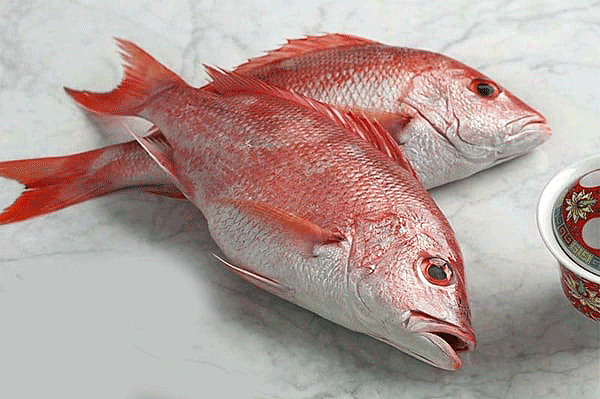 Chempalli(Red-Snapper)
