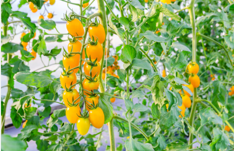 Cherry Tomato (Yellow) – Golden Sweetness in Every Bite