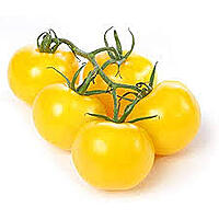 Cherry Tomato (Yellow) – Golden Sweetness in Every Bite