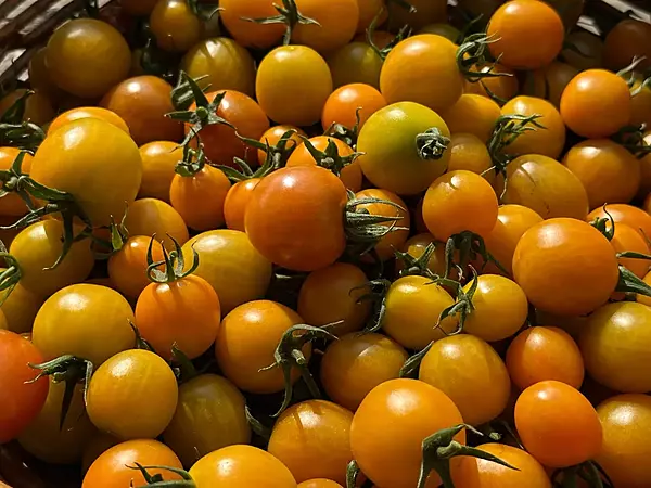Cherry Tomato Yellow 250 Gms - IDRO