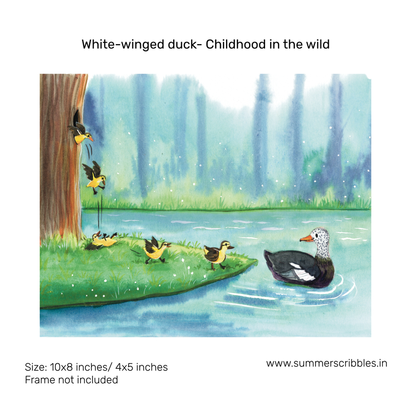 White winged wood duck- Childhood in the wild