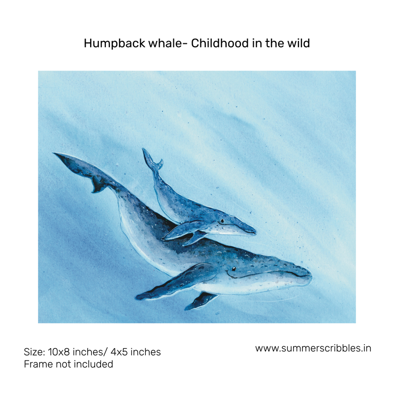Humpback whale- Childhood in the wild
