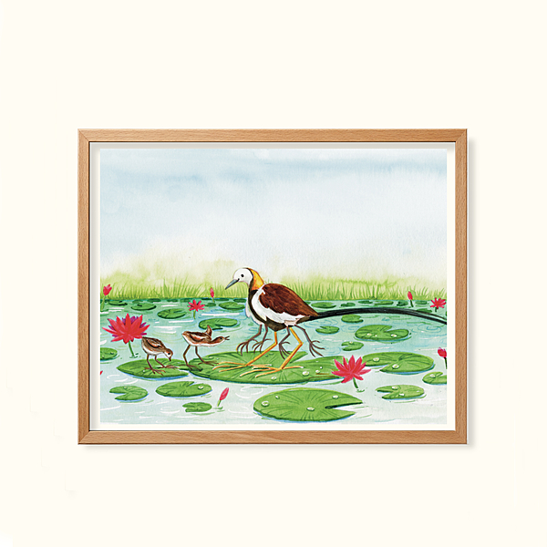 Phesant-tailed Jacana- Childhood in the wild