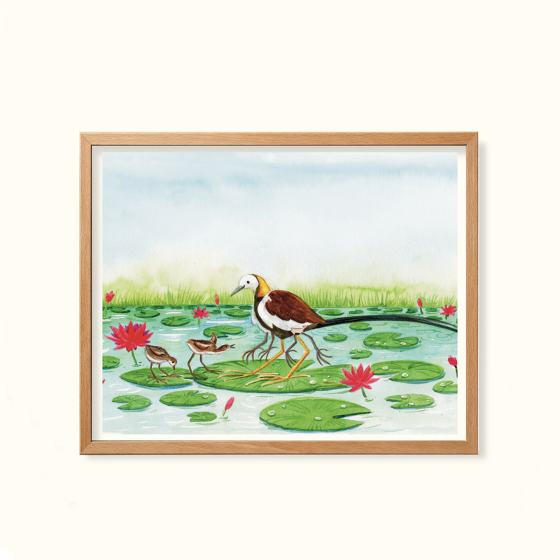 Phesant-tailed Jacana- Childhood in the wild