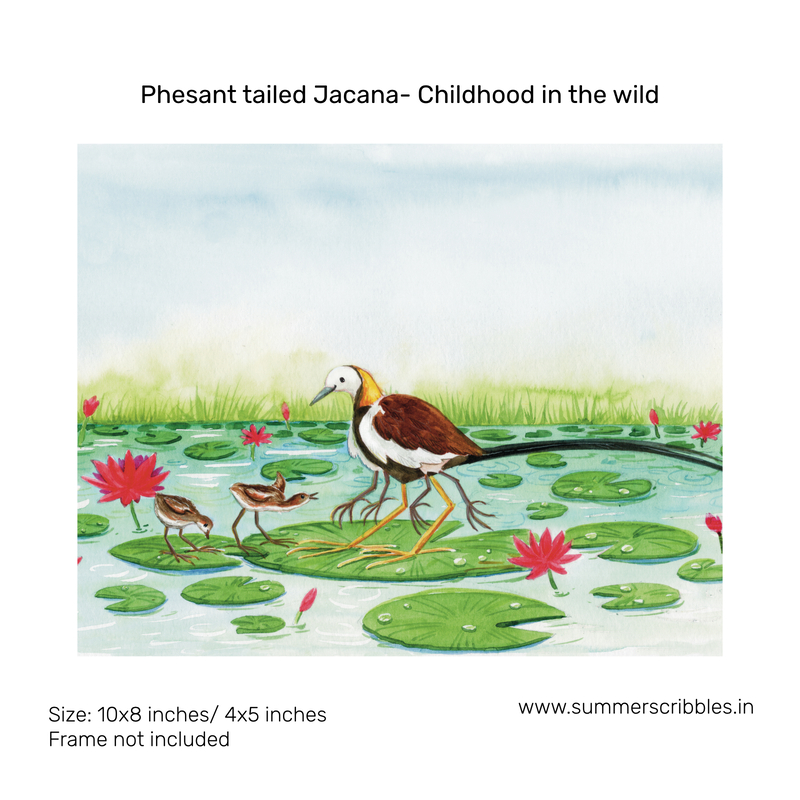 Phesant-tailed Jacana- Childhood in the wild