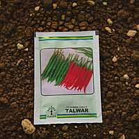 Kalash Chilli Talwar