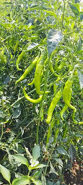 Green Chillies