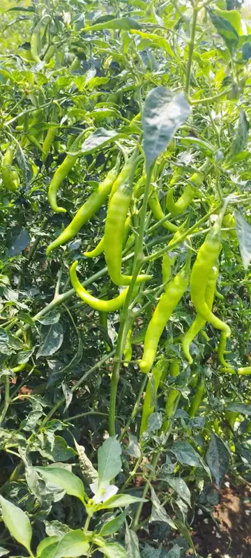 Green Chillies
