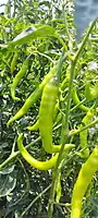 Green Chillies