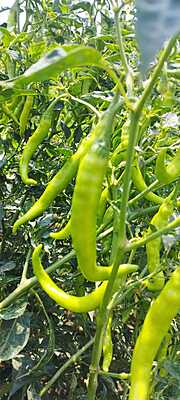 Green Chillies