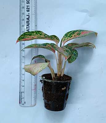 Aglaonema Chinese Evergreen