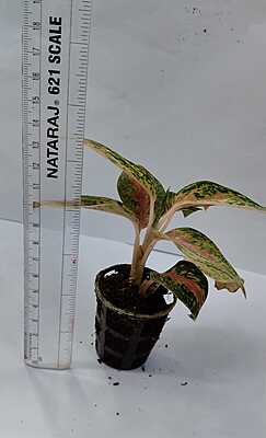 Aglaonema Chinese Evergreen