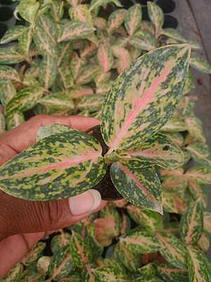 Aglaonema Chinese Evergreen