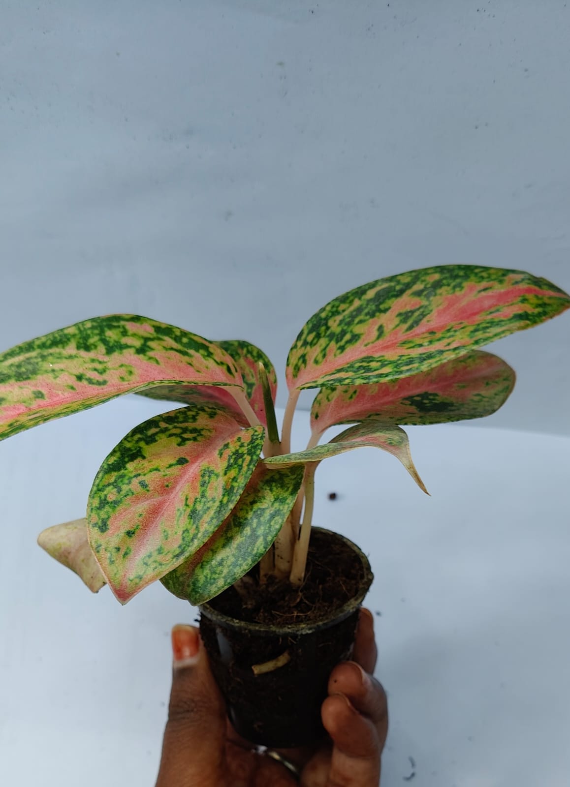 Aglaonema Chinese Evergreen