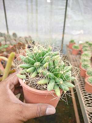Cholla Cactus Cholla Cactus