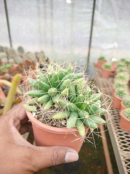 Cholla Cactus Cholla Cactus