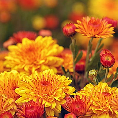 Chrysanthemums