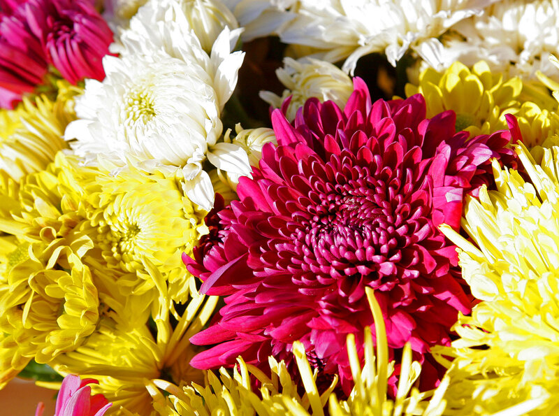chrysanthemum - 200 grams