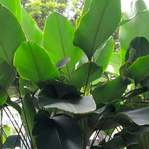 Calathea Cigar Calathea Cigar