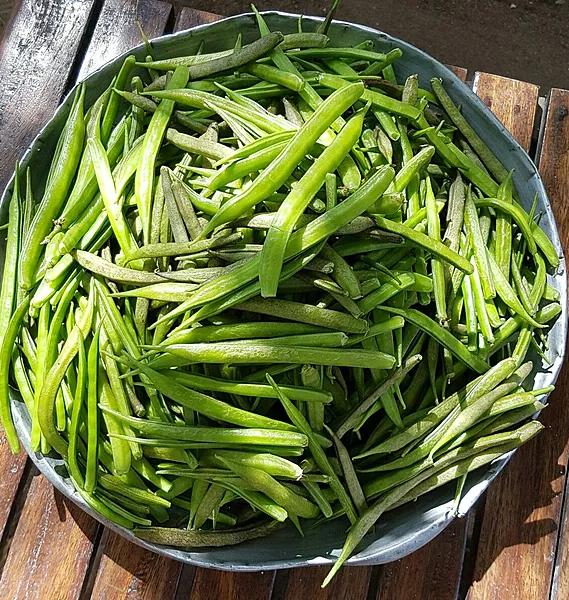 Clustered Beans గోరుచిక్కుడు