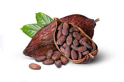 Nature’s chocolate treasure Cocoa Pods