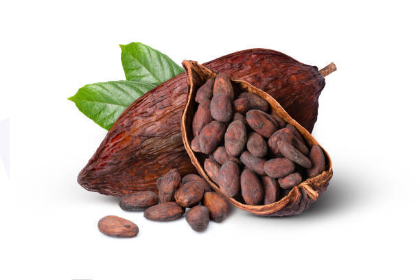 Nature’s chocolate treasure Cocoa Pods