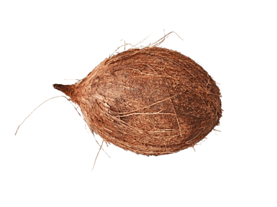 Coconut | Kobbari kaya