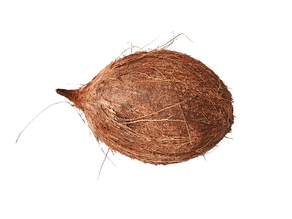 Coconut | Kobbari kaya