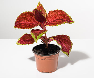 Coleus